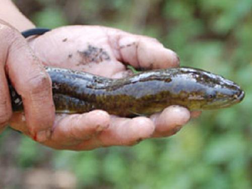 Dhan B Gurung - Diversity, Distribution, and Ecology of Fishes of